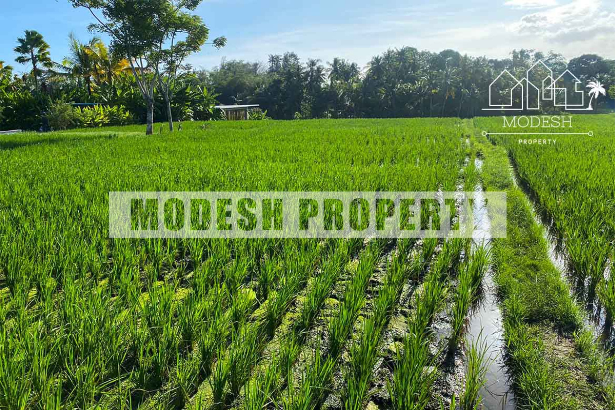 Beraban, Kediri, Tabanan Regency, Bali, ,Land,Leasehold Sale,Beraban, Kediri, Tabanan Regency, Bali,1318