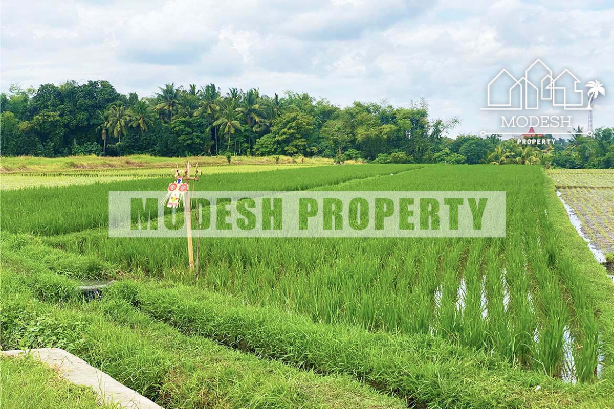 pantai cinta kedungu, ,Land,Freehold Sale,pantai cinta kedungu ,1331